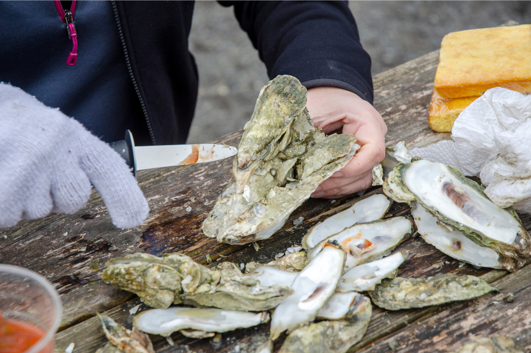 The Art of the Oyster Roast